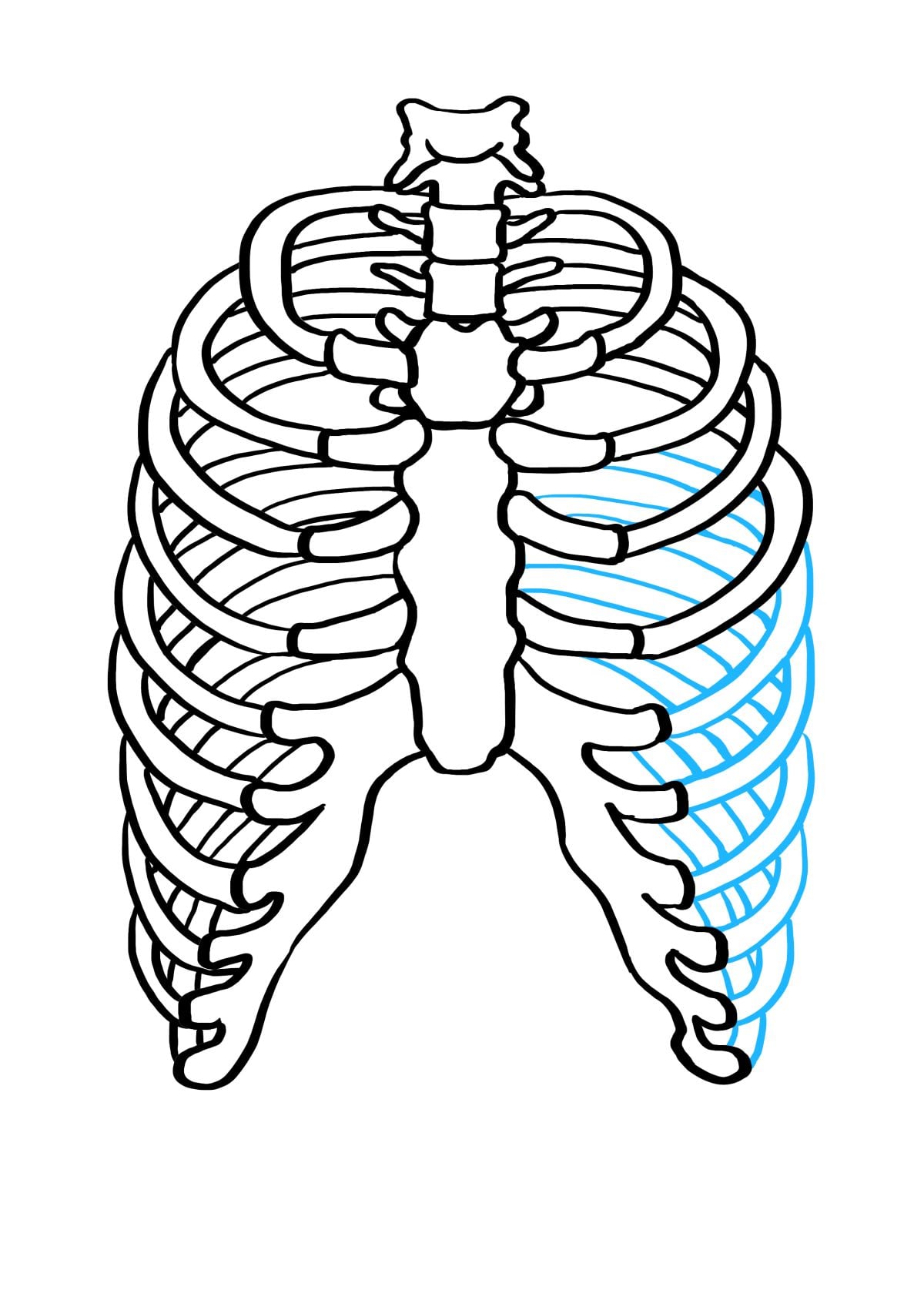 Robot Ribs Drawing Spine And Ribs Drawing Easy