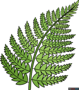 How to Draw a Fern Featured Image