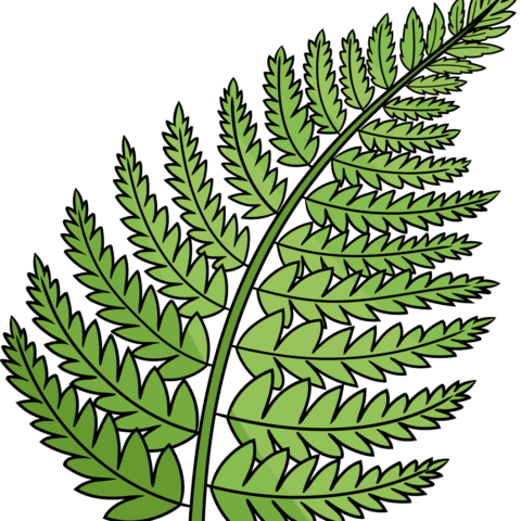 How to Draw a Fern Featured Image