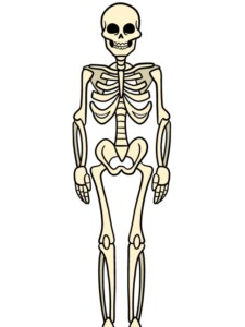 Skeleton drawing tutorial - web story - complete