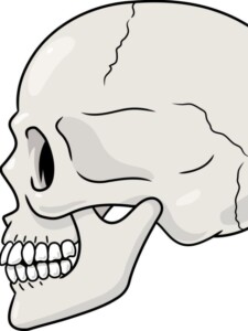 Skull in Profile drawing tutorial - web story - complete