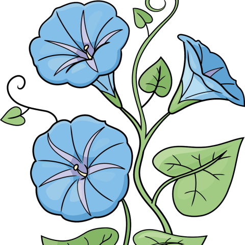 How to Draw a Morning Glory Featured Image
