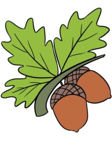 Acorns drawing tutorial - web story - complete