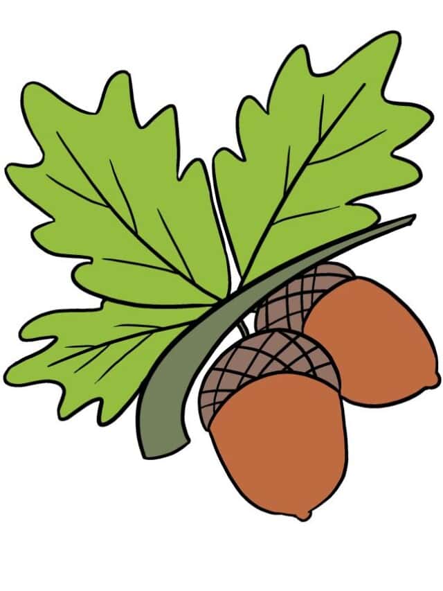 Acorns drawing tutorial - web story - complete