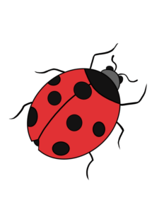 Ladybug drawing tutorial - web story - complete