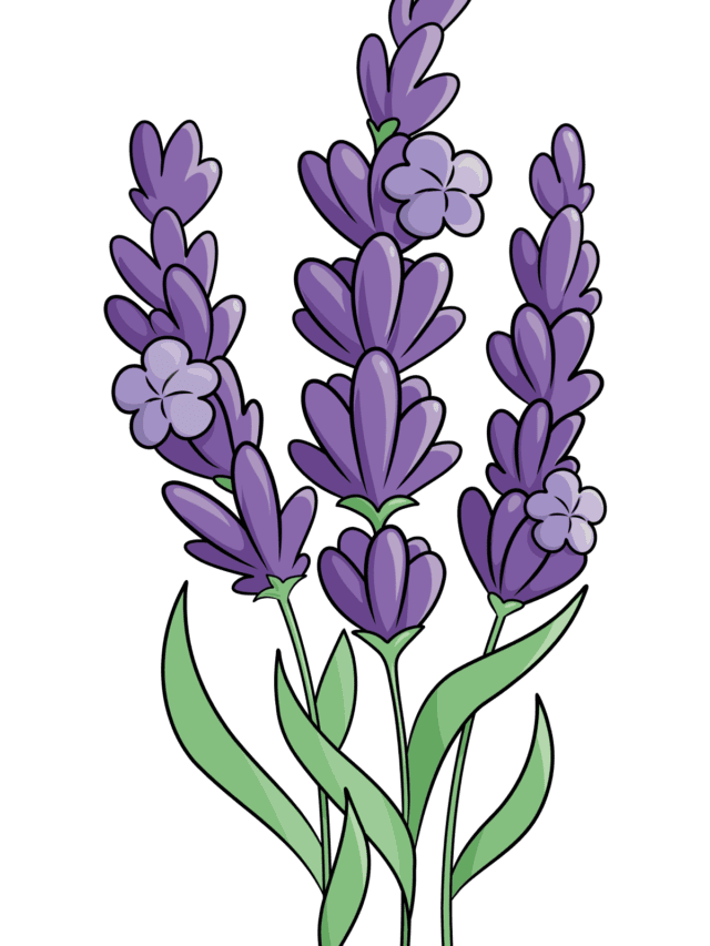 Lavander drawing tutorial - web story - complete