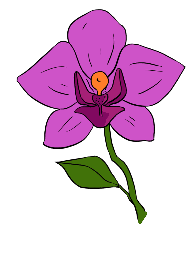 Orchid drawing tutorial - web story - complete