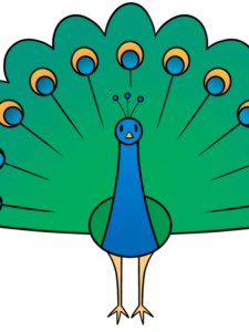Peacock drawing tutorial - web story - complete