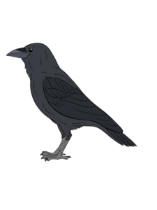 Raven drawing tutorial - web story - complete