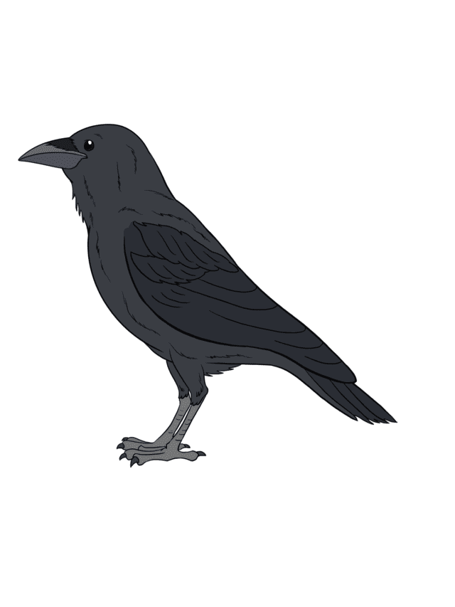 Raven drawing tutorial - web story - complete