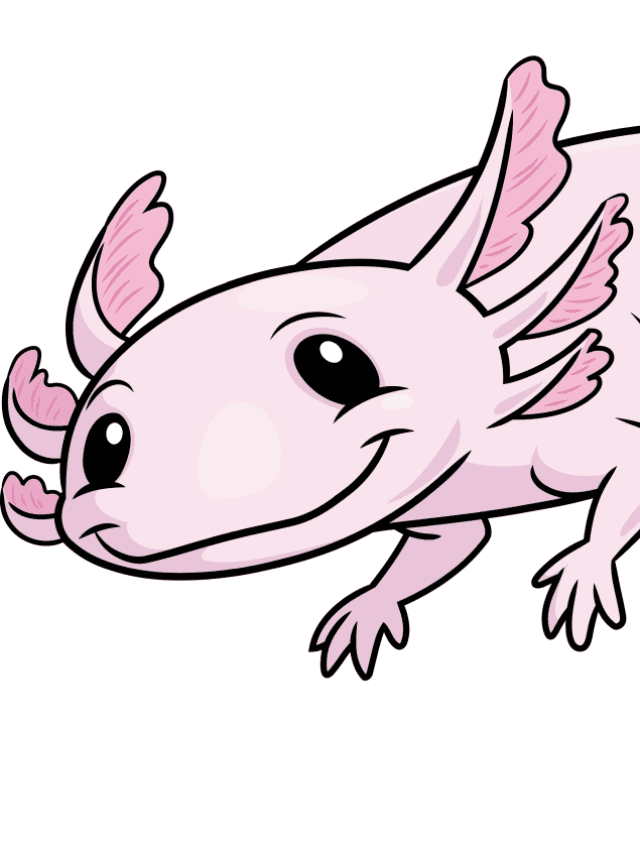 Axolotl - web story - complete