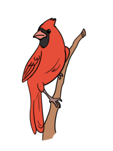 Cardinal Bird - web story - complete