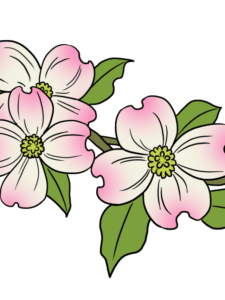 Dogwood Flower drawing tutorial - web story - complete