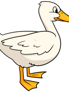 Duck - web story - complete