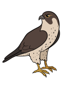 Falcon - web story - complete