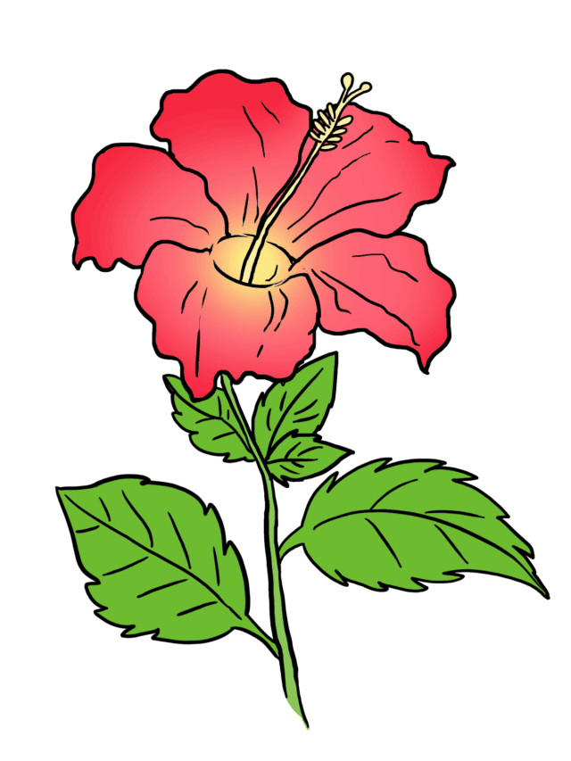 Hibiscus - web story - complete