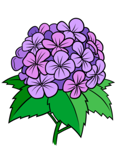 Hydrangea - web story - complete