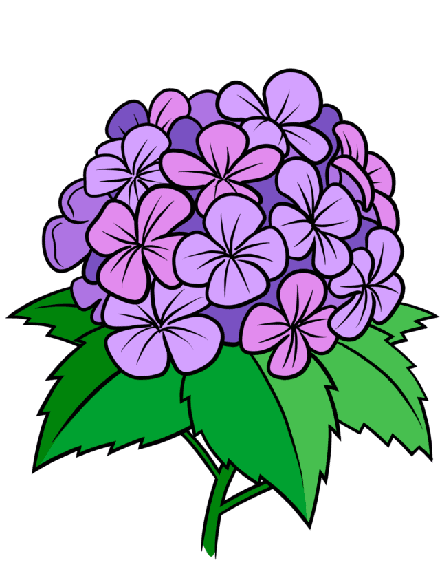 Hydrangea - web story - complete