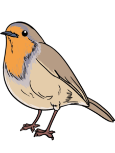 Robin drawing tutorial - web story - complete