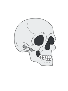 Skull in 3/4 View drawing tutorial - web story - complete