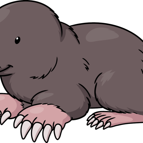 How to Draw a Mole Featured Image