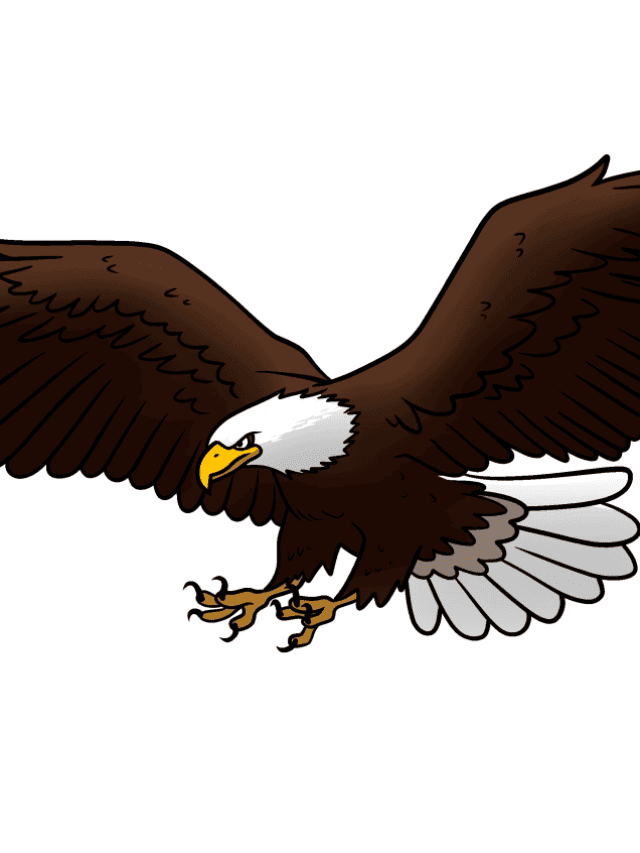 Bald Eagle drawing tutorial - web story - complete