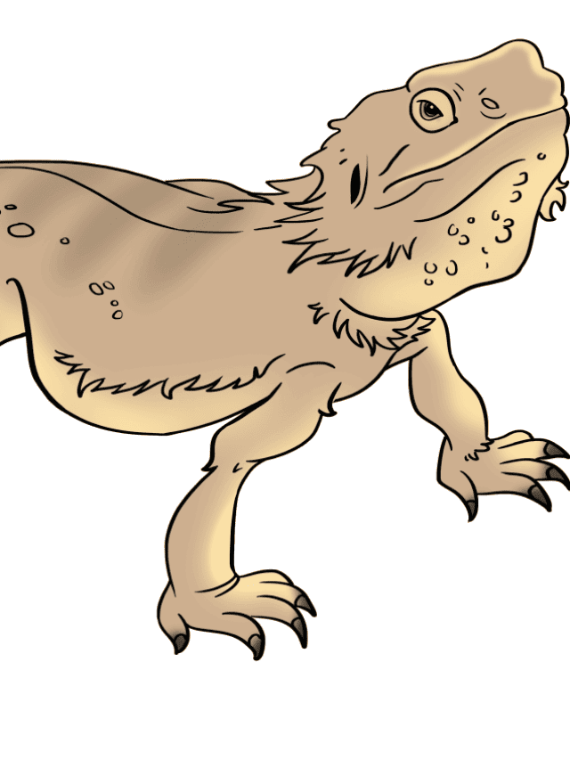 Bearded Dragon Lizard drawing tutorial - web story - complete