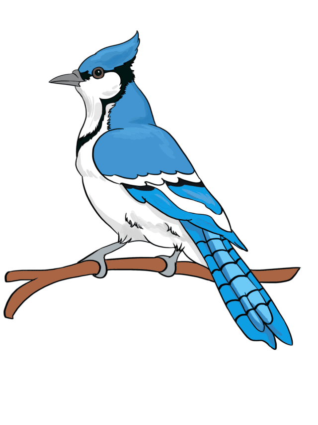 Blue Jay drawing tutorial - web story - complete