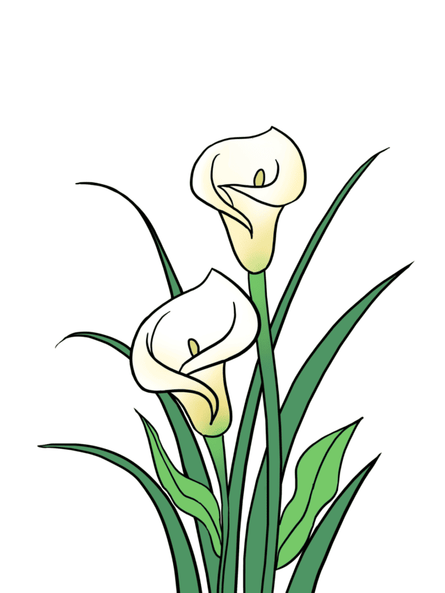 Calla Lily drawing tutorial - web story - complete