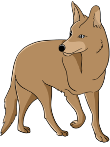 Cayote drawing tutorial - web story - complete