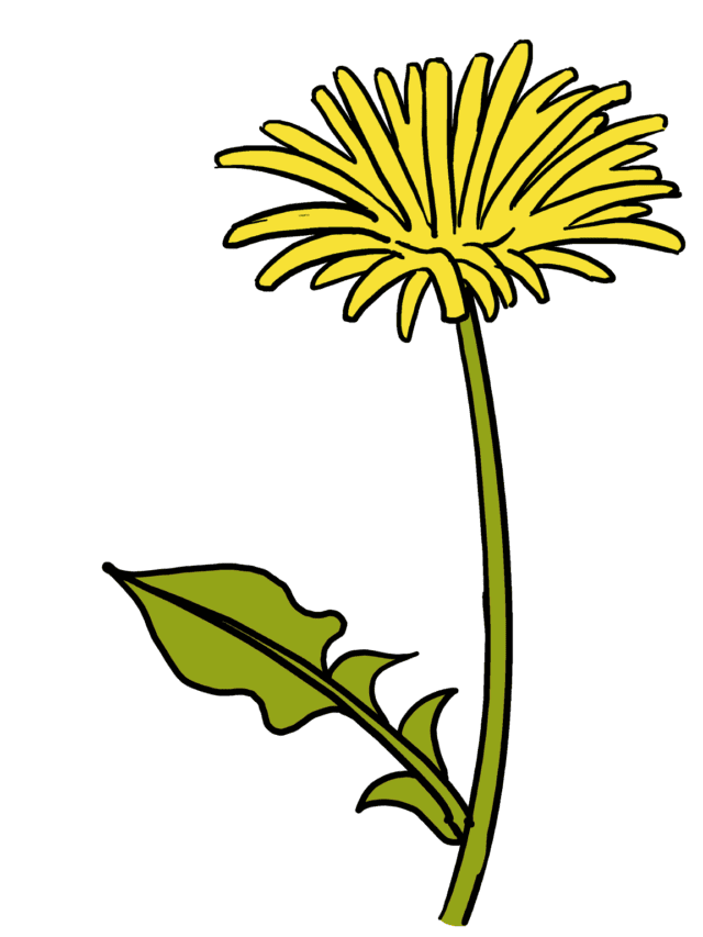 Dandelions drawing tutorial - web story - complete