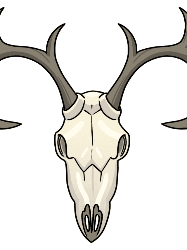 Deer Skull drawing tutorial - web story - complete
