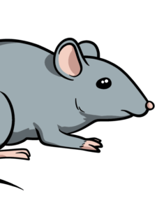 Easy Mouse drawing tutorial - web story - complete