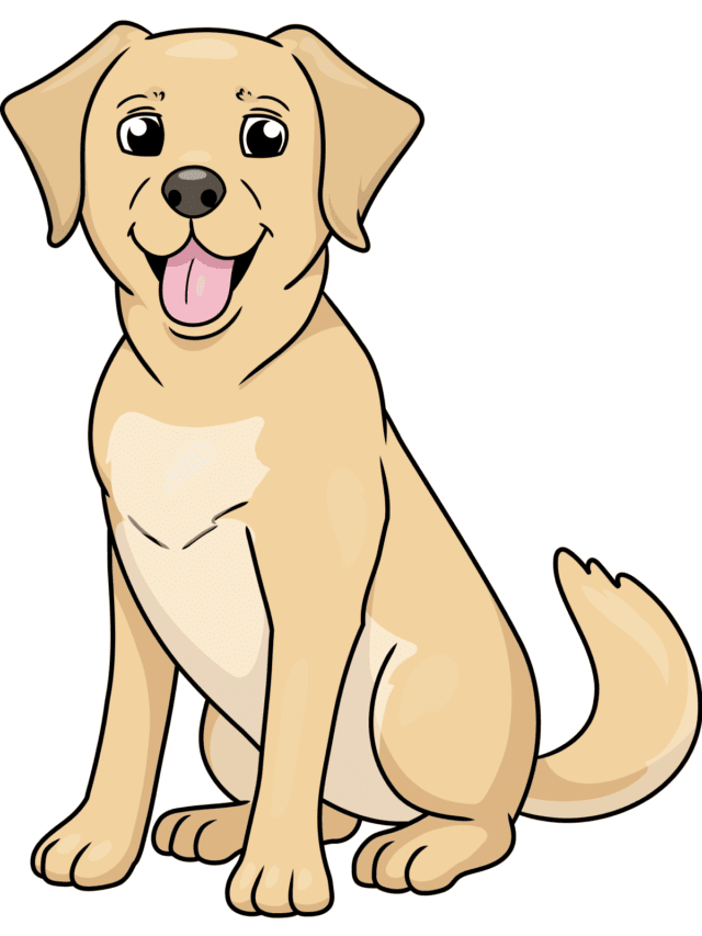 Labrador drawing tutorial - web story - complete