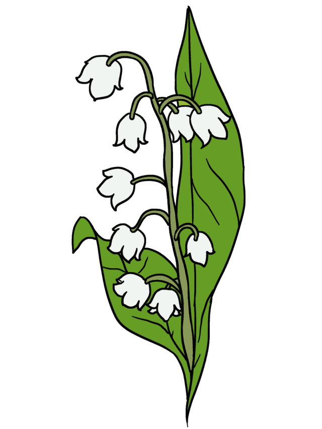 Lily of the Valley drawing tutorial - web story - complete