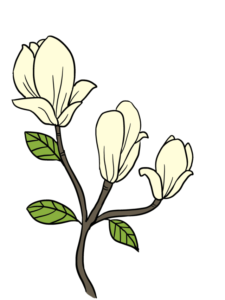 Magnolia Flower drawing tutorial - web story - complete