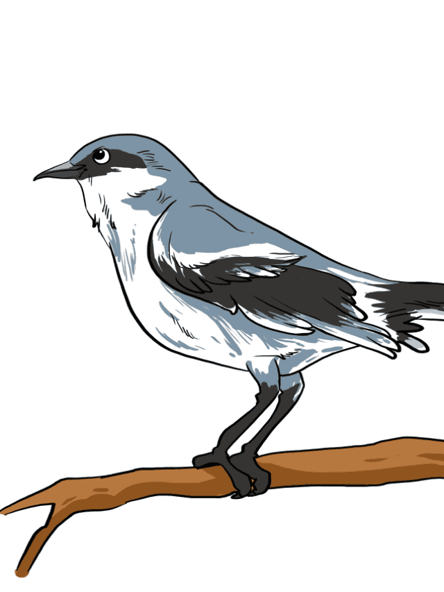 Mockingbird drawing tutorial - web story - complete