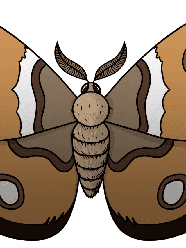 Moth drawing tutorial - web story - complete