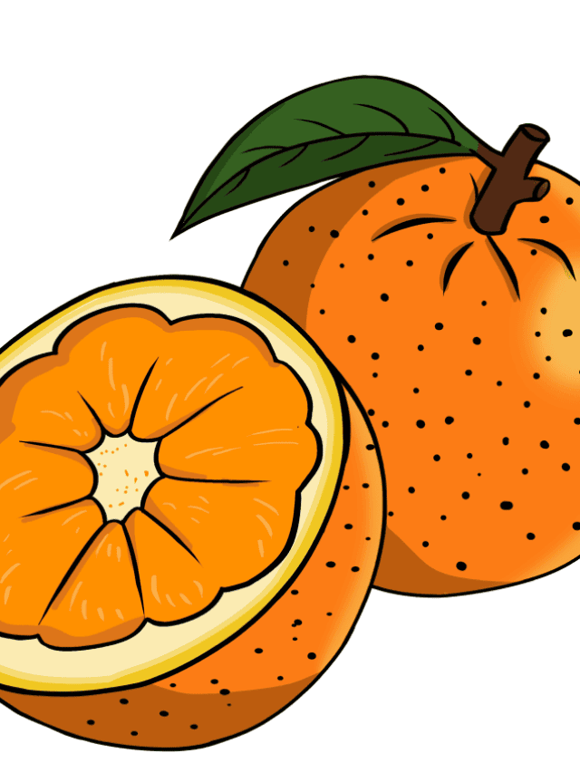 Orange drawing tutorial - web story - complete