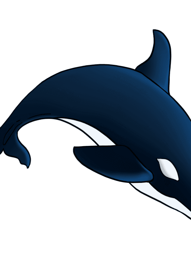 Orca drawing tutorial - web story - complete