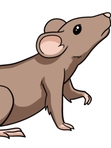 Rat drawing tutorial - web story - complete