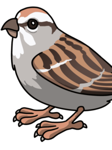 Sparrow drawing tutorial - web story - complete
