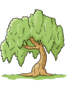 Willow Tree drawing tutorial - web story - complete