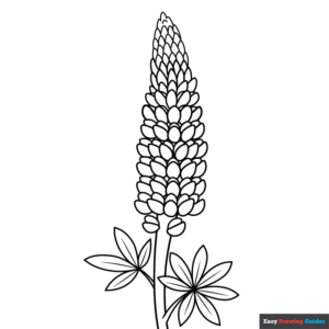 Lupine Coloring Page | Easy Drawing Guides