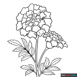 How to Draw a Marigold Flower - Really Easy Drawing Tutorial