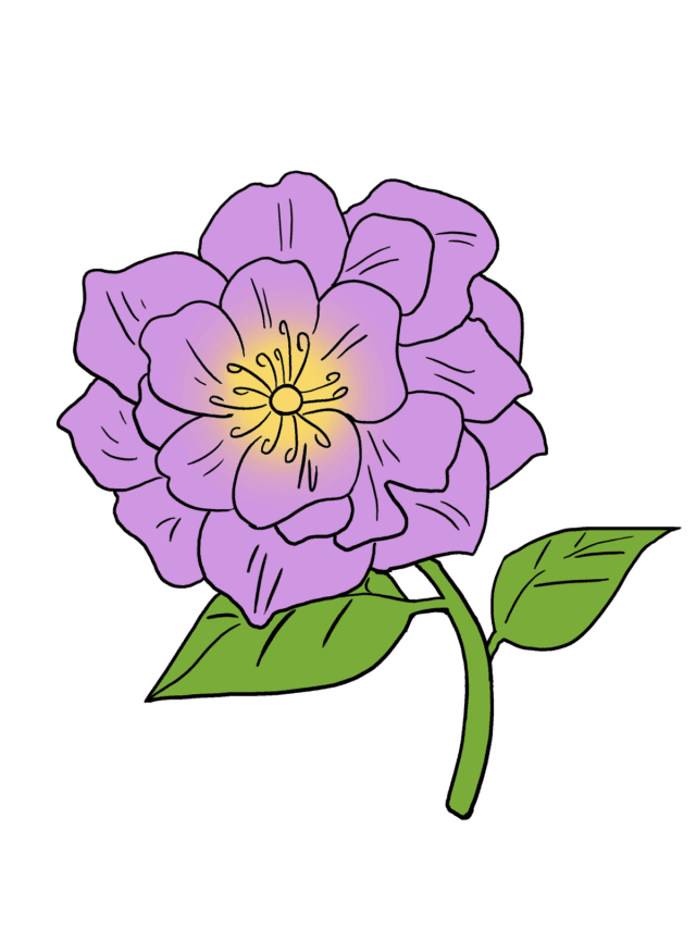 Peony drawing tutorial - web story - complete