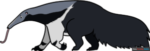 How to Draw an Anteater Featured Image