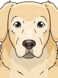 Golden Retriever Face drawing tutorial - web story - complete