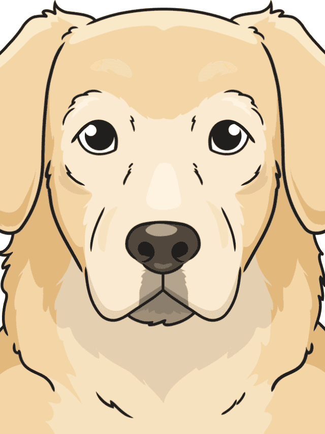 Golden Retriever Face drawing tutorial - web story - complete