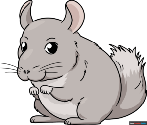 How to Draw a Chinchilla Featured Image